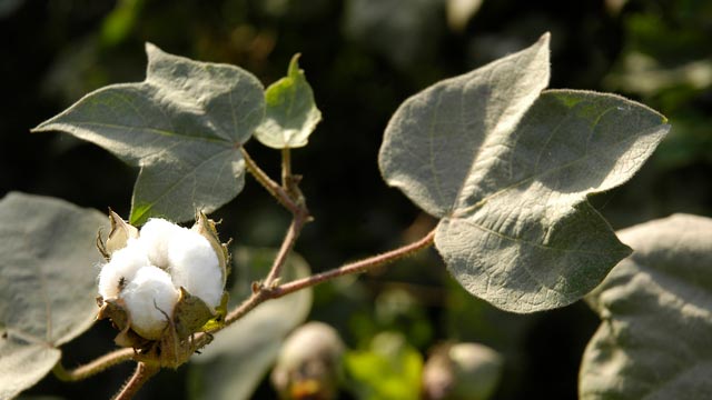 विश्व कपास दिवस